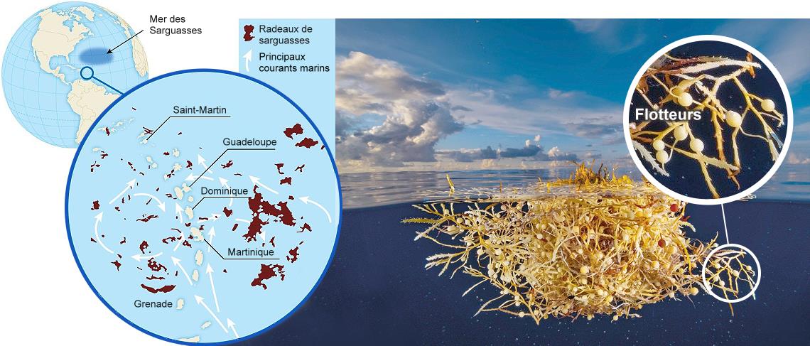 Invasion des sargasses dans les Carabes en 2024