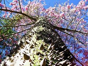 Arbre  kapok, tronc piquant