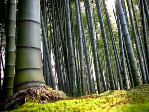 Bambous - arbre tropical