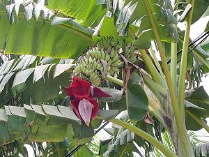 Bananier et bananes - arbre tropical