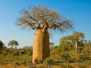 Baobab africain dans la savane - arbre tropical