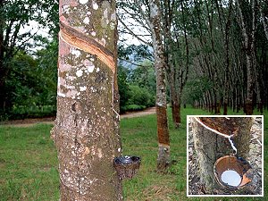 Hévéa arbre à latex, caoutchouc naturel - arbre tropical
