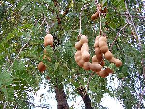 Tamarinier, arbre à tamarin - arbre tropical