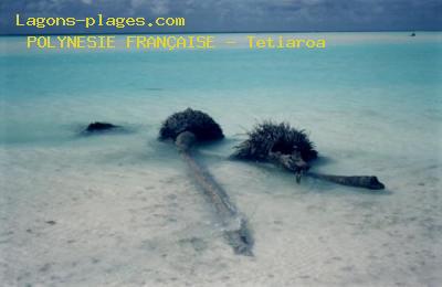 Plage de la polynesie franÇaise à Tetiaroa l'île aux oiseaux