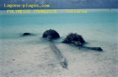 Plage de la POLYNESIE FRANAISE  Tetiaroa l'le aux oiseaux