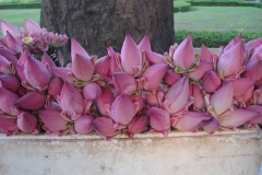 Lotus du Cambodge