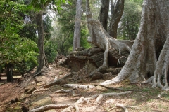 Cambodge, Angkor Vat / Angkor Tom