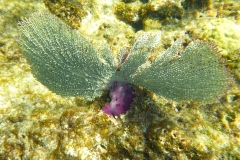 Cuba, Plongée, Corail