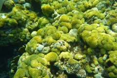 Cuba, Plongée, Corail