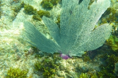 Cuba, Plongée, Corail