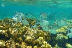 Cuba, Plongée, Corail