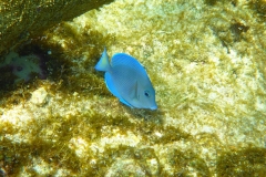 Cuba, Plongée, Poisson