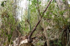 Cuba, Varadero, Réserve d’Hicacos