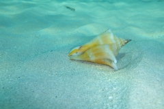 Coquillage, Cuba