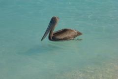 Cuba, Varadero, pélican