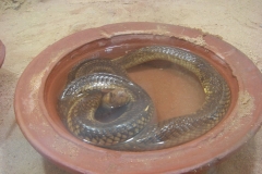 Hurghada, Egypte, désert, serpent