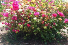 Guyane, fleurs, bougainvilliers