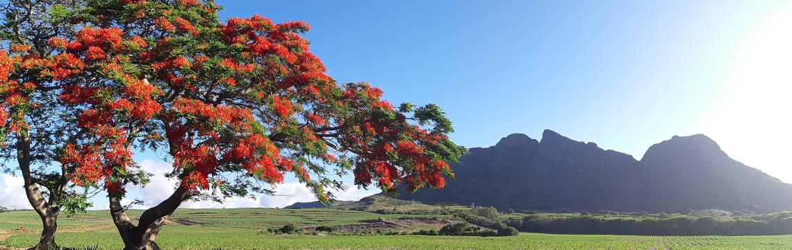 Ile Maurice, Flamboyants arbres à fleurs rouges magnifiques