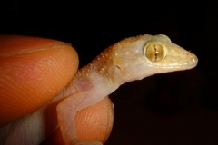 Ile Maurice, gecko