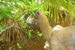 Ile Maurice, Crocodile Vanilla Park, tortue géante