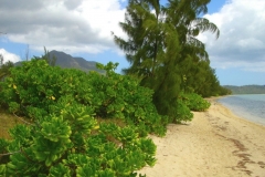 Ile Maurice, île aux bénitiers, plage