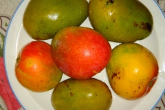 Ile Maurice, mangue, fruit