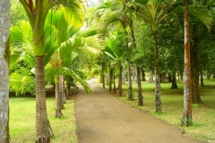 Ile Maurice, Jardin de Pamplemousse