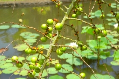 Ile Maurice, Jardin de Pamplemousse