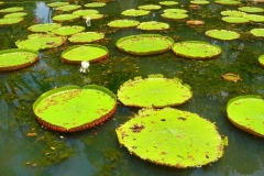 Ile Maurice, Jardin de Pamplemousse, nénuphar, géant