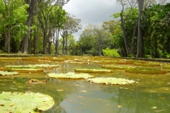 Ile Maurice, Jardin de Pamplemousse, nénuphar, géant