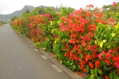 Ile Maurice, Morne Brabant, bougainvilliers