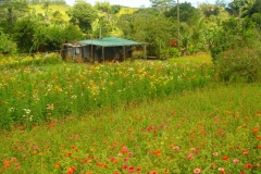 Ile Maurice, fleur