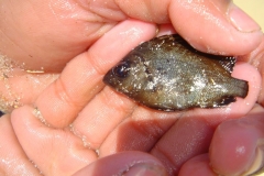 Ile Maurice, poisson, pêche