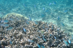 Ile Maurice, lagon et poissons bleus