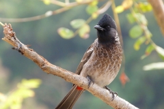 Ajanta, Inde, oiseau