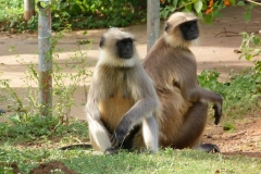 Ajanta, Inde, Singe