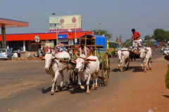 Badami, Inde, buffle