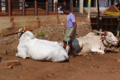 Badami, Inde, buffle