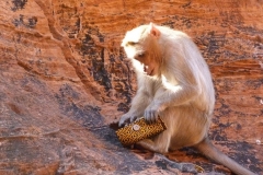 Badami, Inde, singe