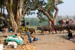 Hampi, Inde, homme, buffle