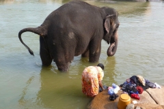 Hampi, Inde, éléphant