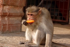 Hampi, Inde, singe