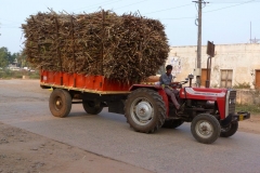 Hampi, Inde, canne à sucre