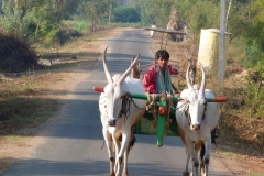 Pattadakal Aihole, Inde, buffle