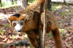 Madagascar, lémurien