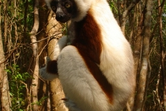 Madagascar, lémurien