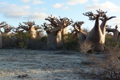 Madagascar, baobab