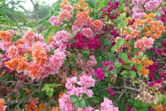 Madagascar, bougainvilliers