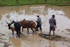 Madagascar, buffle, culture, rizière