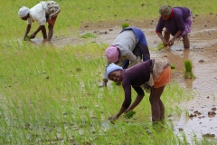 Madagascar, buffle, culture, rizière